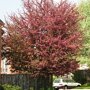 Malus ‘Veitch’s Scarlet’ bloesembloei
